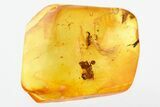 Detailed Fossil Insect Larva and Plant Debris in Baltic Amber #278786-1